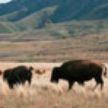 Pasticceria Dolci Tentazioni SRL